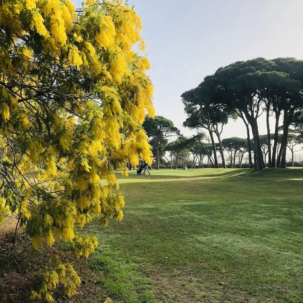 Un arbre avec des fleurs jaunes en premier plan et une rangée de pins en arrière-plan dans un parc herbeux