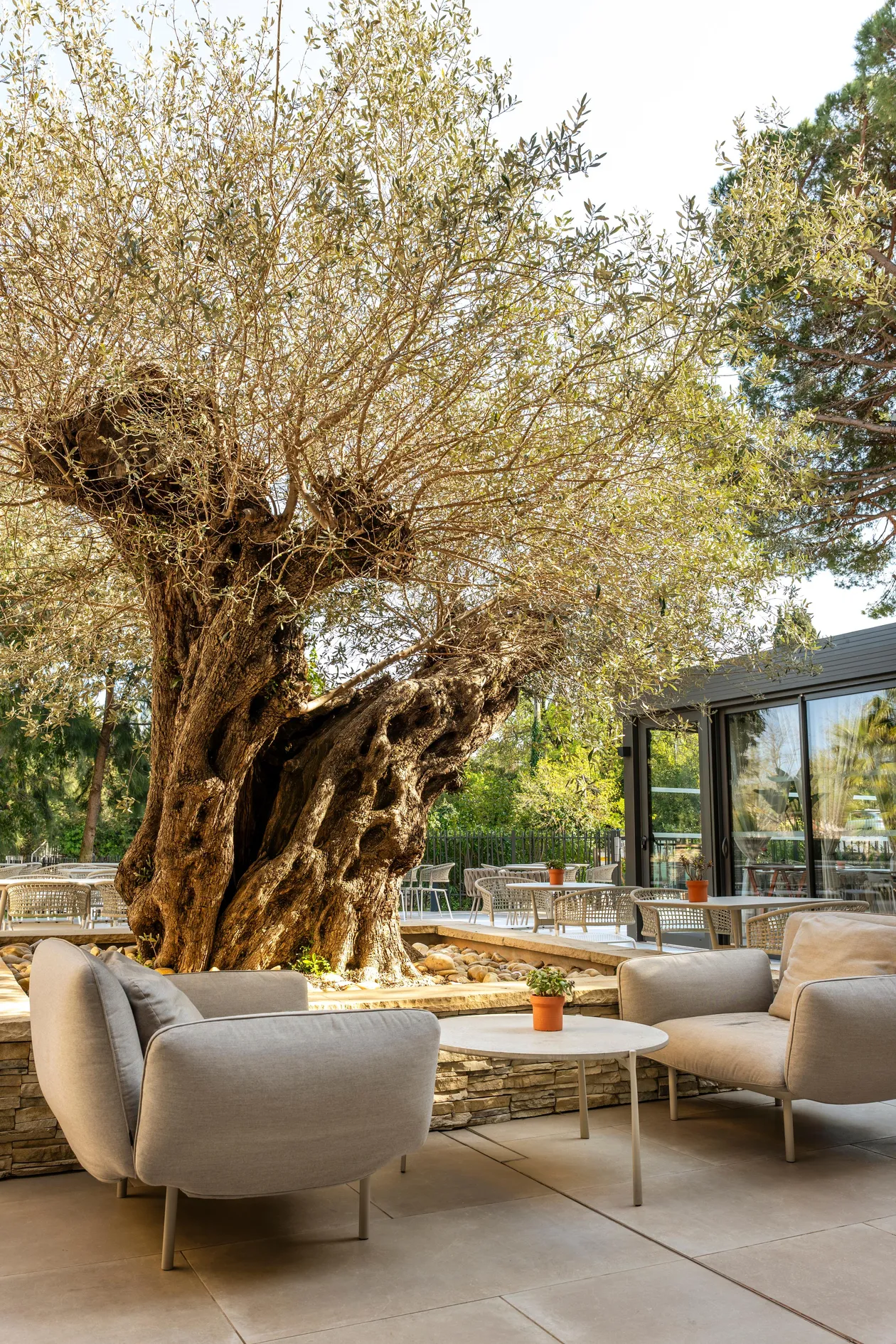 Un arbre imposant avec un tronc noueux et des branches étalées domine un espace extérieur aménagé avec des sièges et des tables