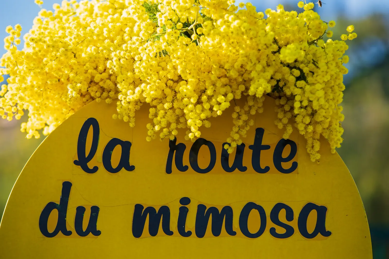 Panneau jaune avec l'inscription "la route du mimosa" surmonté de branches de mimosa en fleurs
