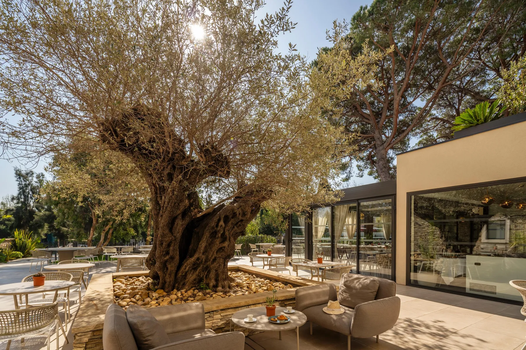 Un grand arbre au tronc noueux domine une terrasse extérieure avec des tables, des chaises et un canapé près d'une piscine et d'un bâtiment vitré