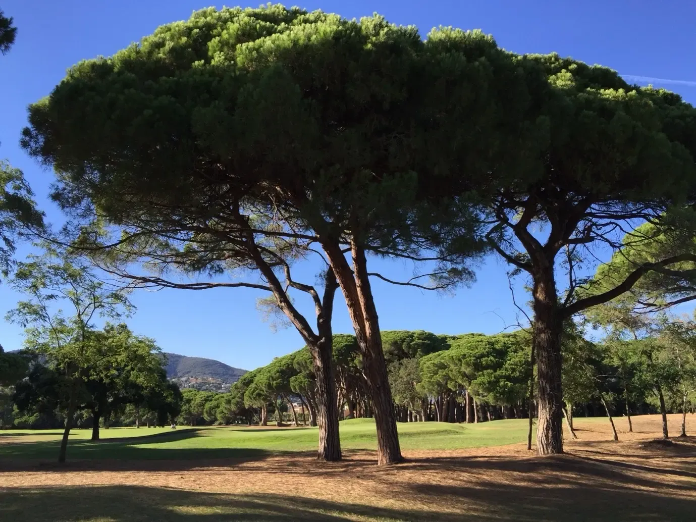 Grand arbre avec un large feuillage vert dominant un parc avec des pelouses et d'autres arbres en arrière-plan sous un ciel bleu clair