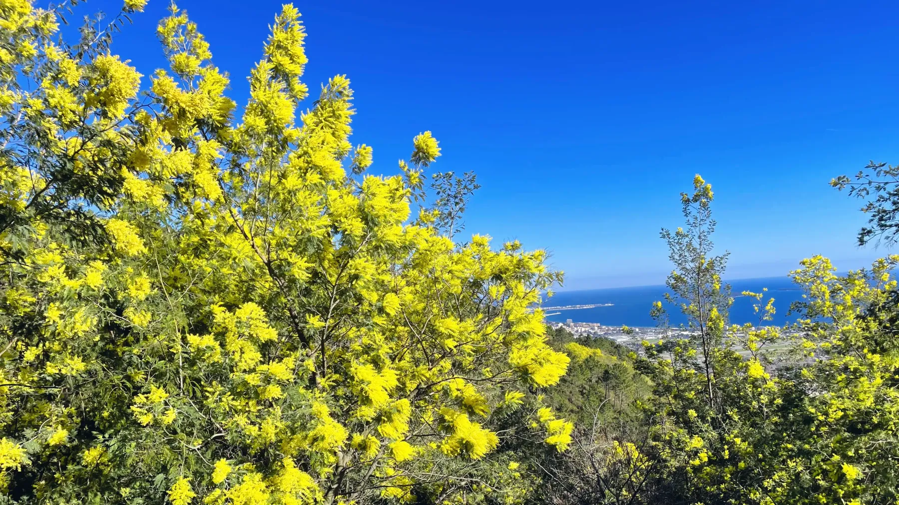Arbres en fleurs jaunes avec vue sur la mer et la ville au loin sous un ciel bleu clair